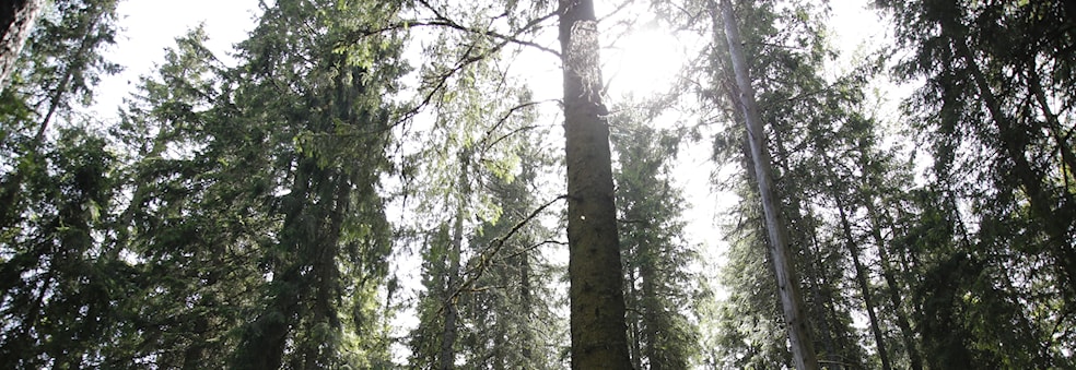 Ørnareiret - fellestur